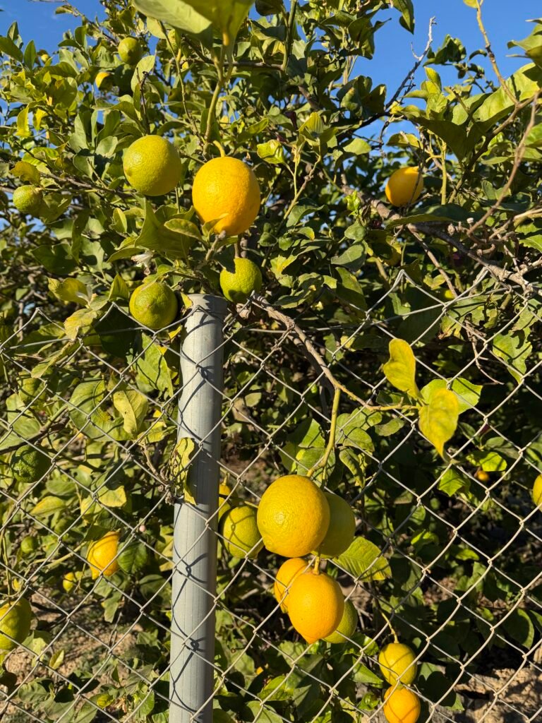 Citronnier avec citron