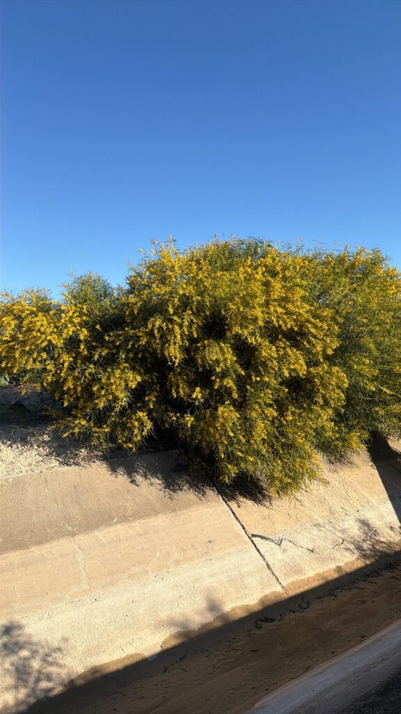 Mimosa en fleurs, Mars 2026