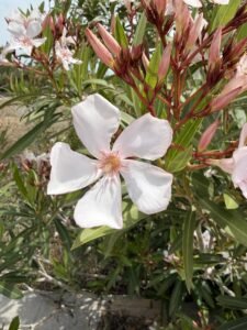 Fleur d'oléandre blanc avec boutons roses sur la Costa Blanca — premier laurier rose de la saison