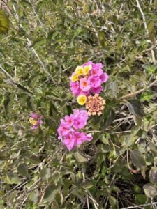 Fleurs de lantana rose et jaune en pleine nature sur la Costa Blanca au printemps