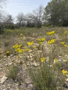 Fleurs sauvages jaunes sur terrain rocailleux de la garrigue méditerranéenne, Costa Blanca Espagne