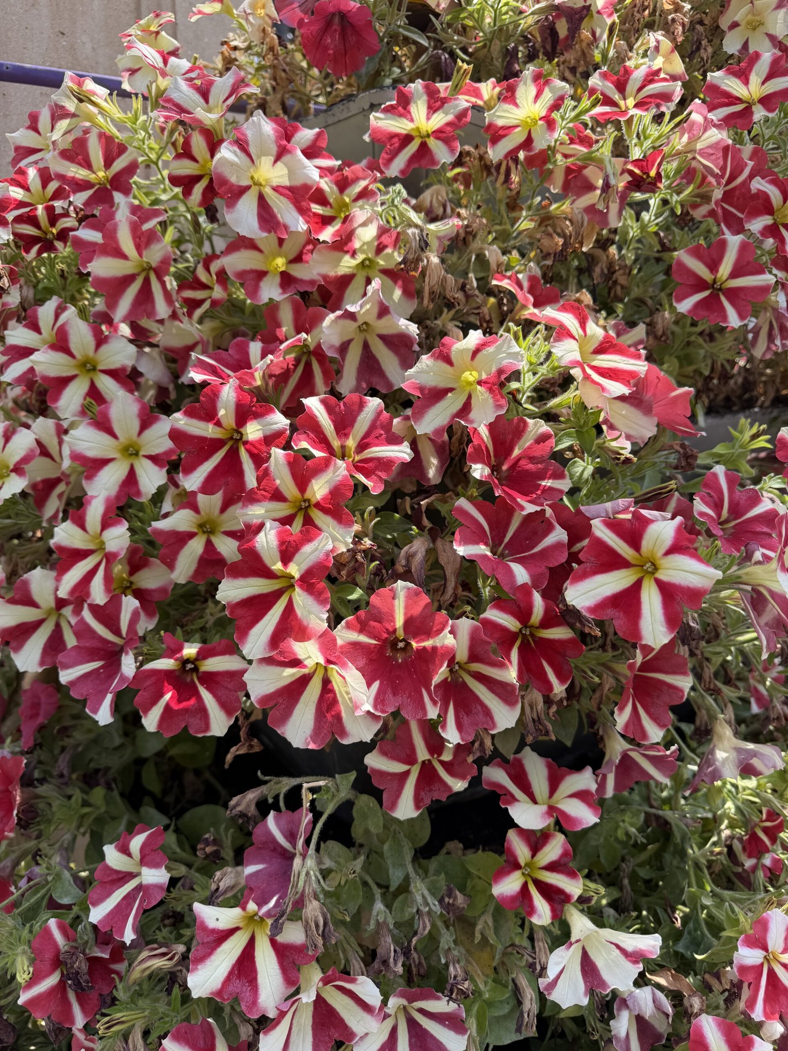 Massif de pétunias rayés rouge et blanc en fleurs sur une terrasse à Orihuela Costa au printemps