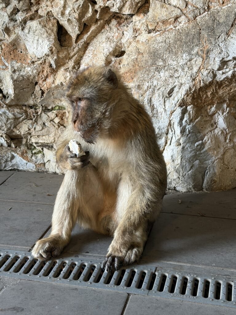 Singe Gibraltar