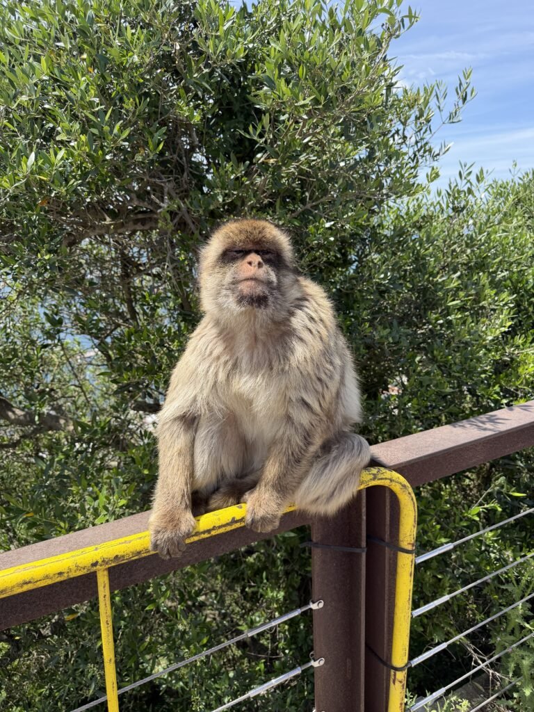 Singe à Gibraltar