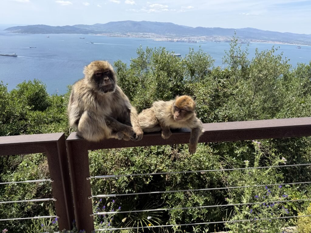 Couple de singe, Gibraltar