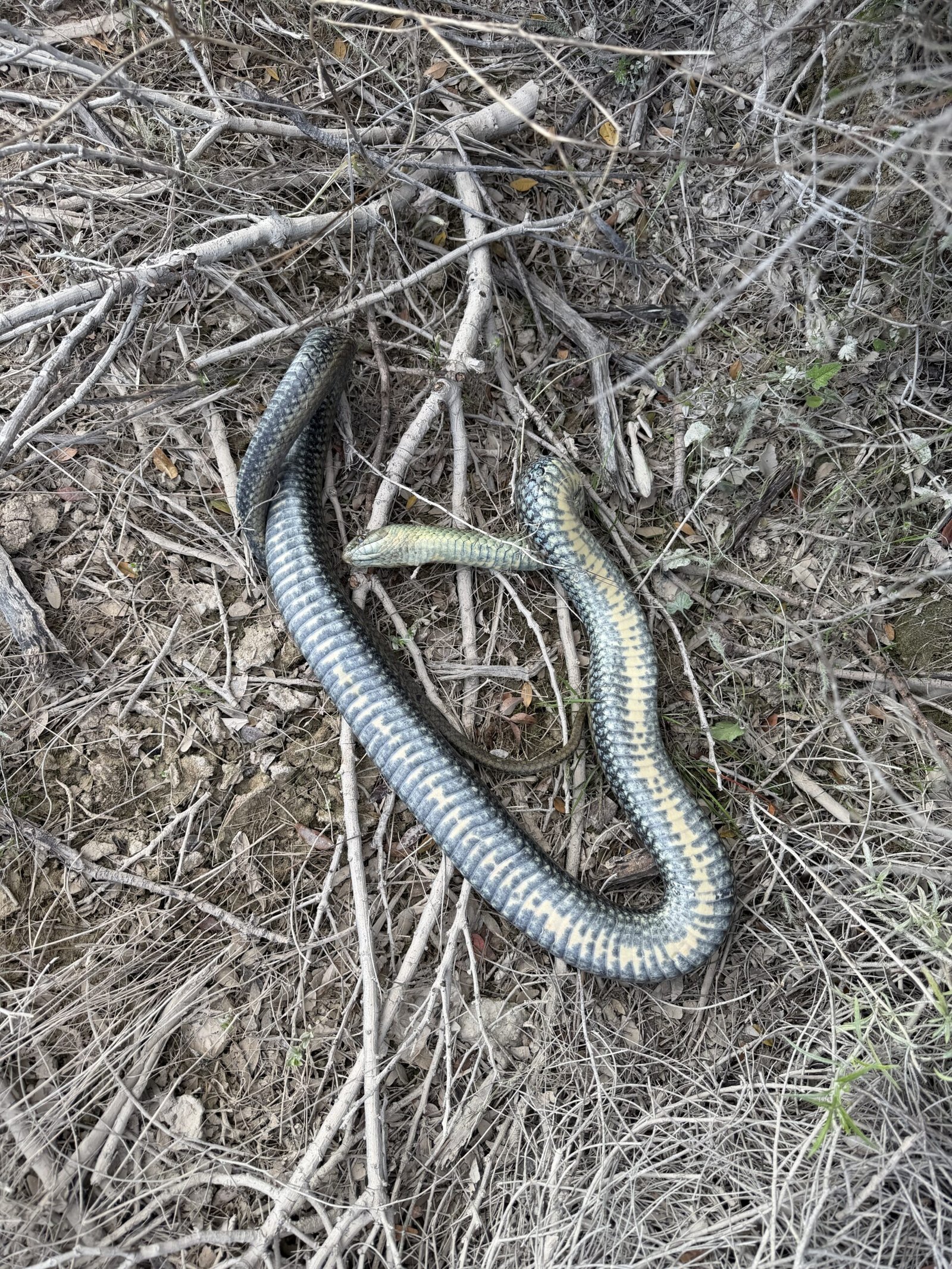 Couleuvre trouvée dans la garrigue rocailleuse d'Orihuela Costa en mai 2026