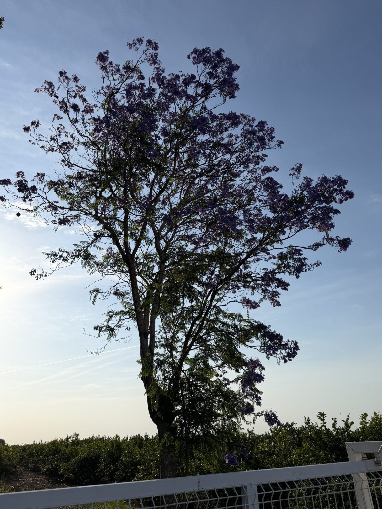 Arbre sous le soleil