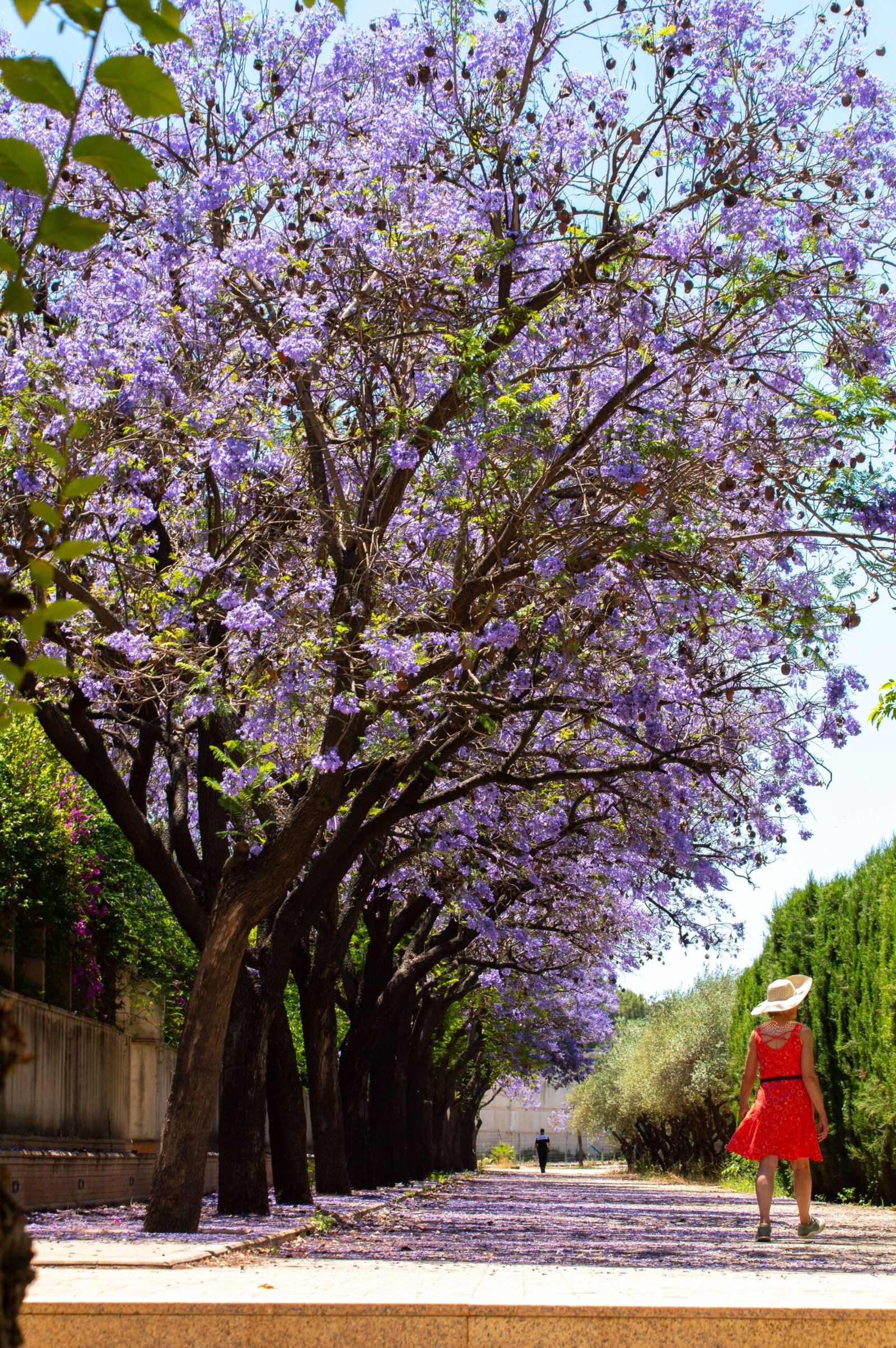 Jacaranda