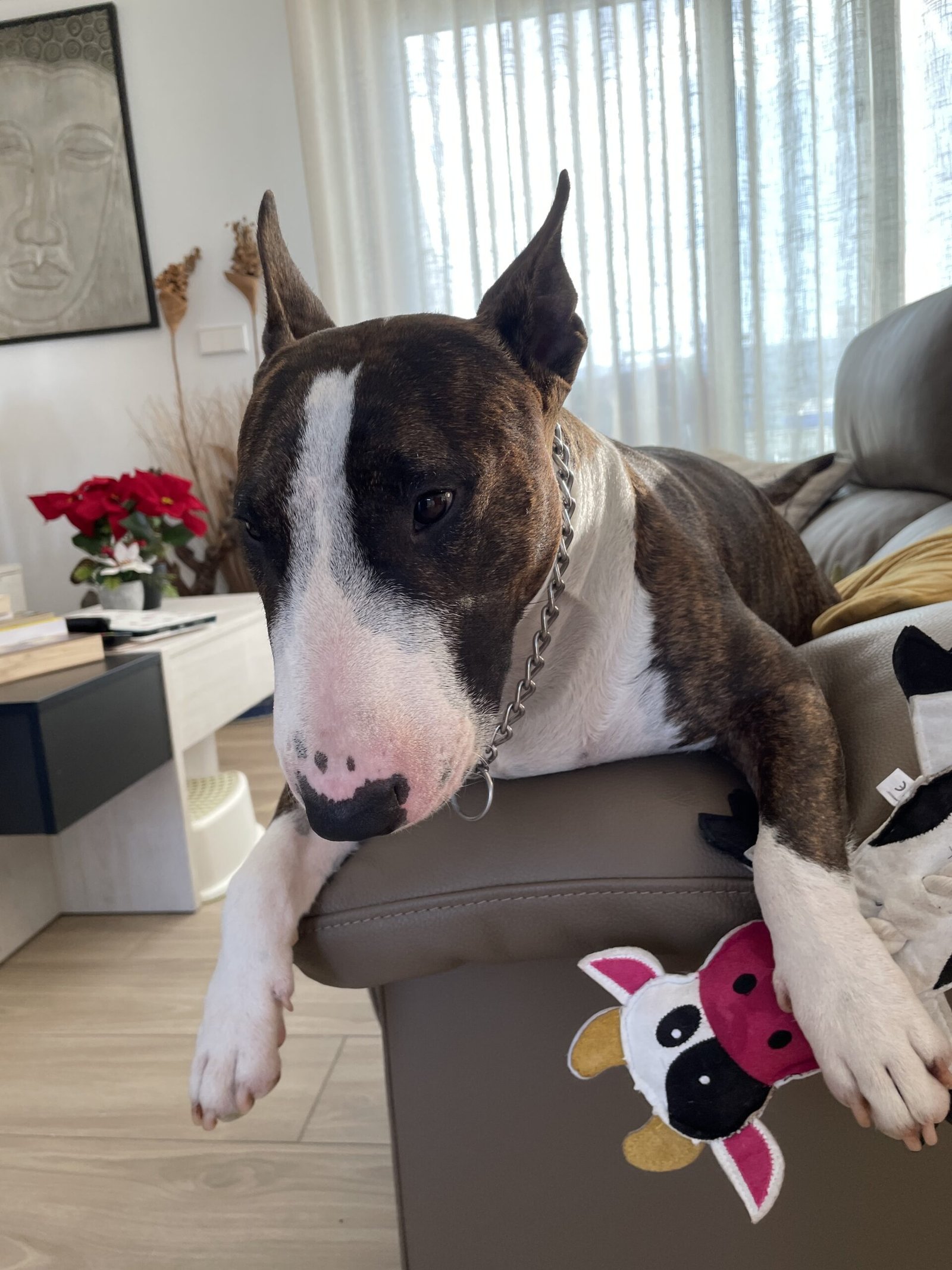 Uriel notre bull terrier