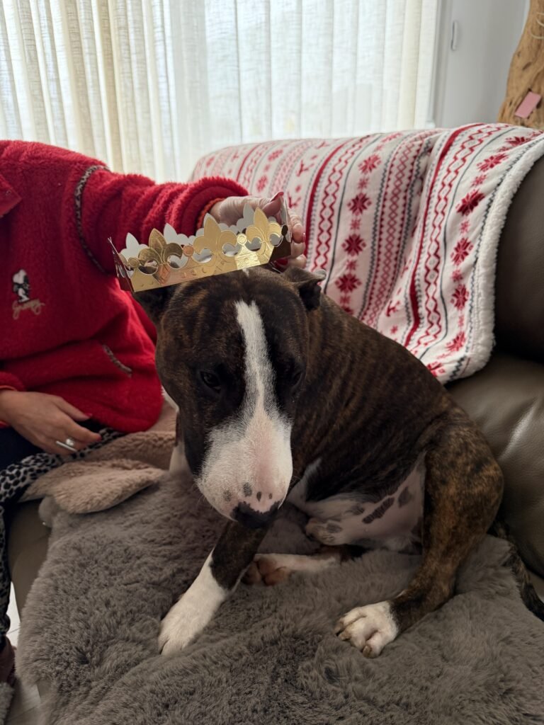 chien Costa Blanca Bull Terrier Uriel