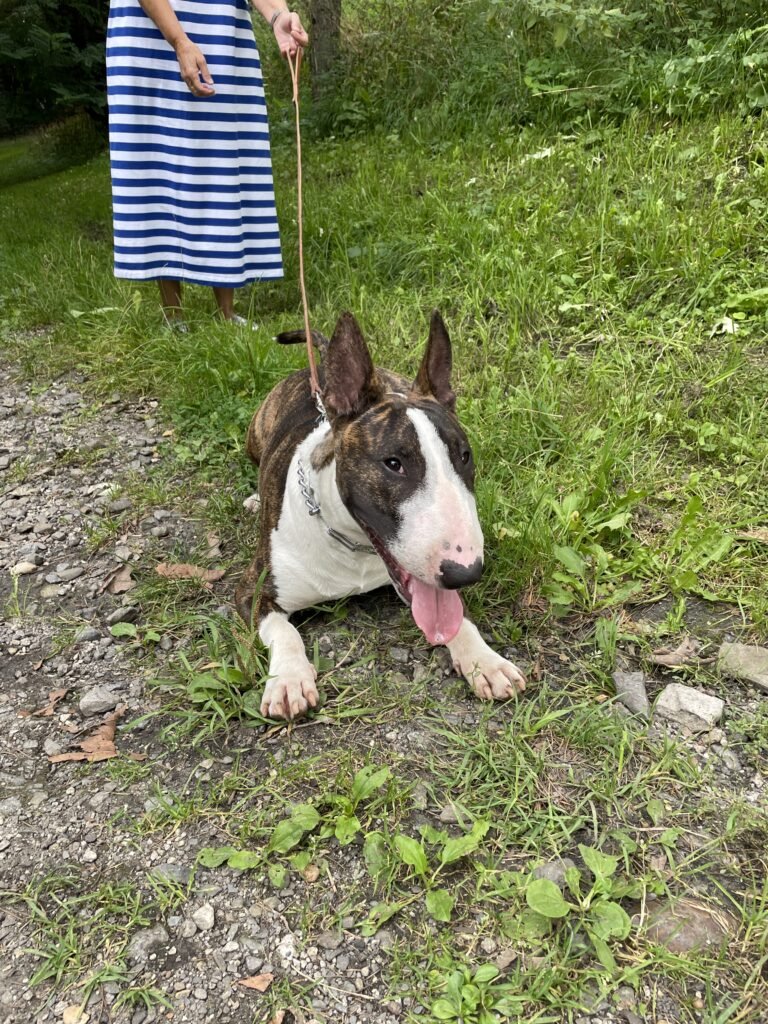Uriel Costa Blanca Bull Terrier