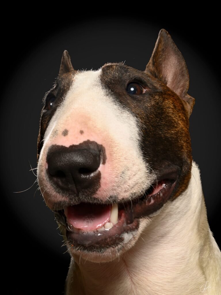 Bull terrier Uriel