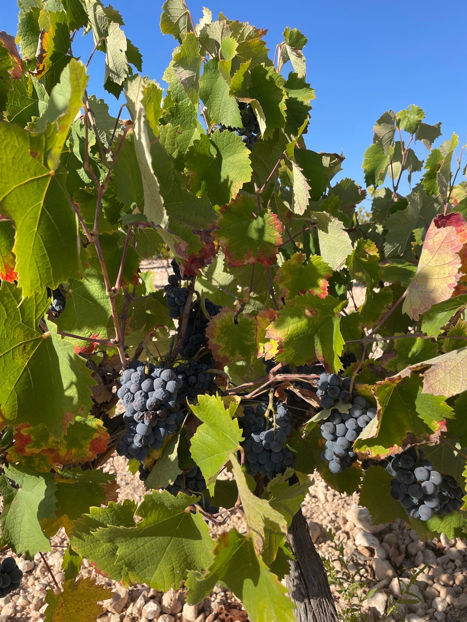 Vendanges Costa Blanca septembre 2026